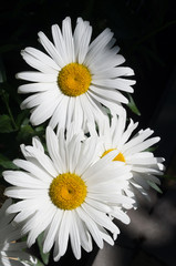 Three chamomiles on a black background.