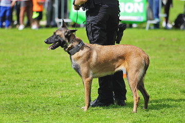 démonstration de chien policier de la brigade canine belge