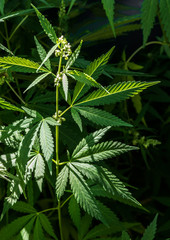 Flowering plant of marijuana on a dark background. Selective focus.