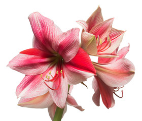 A bouquet of amaryllis pink flowers isolated on white background. Flowering, spring, beautiful. Hippeastrum Gervase