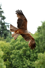 spectacle de rapaces