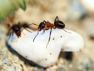 Ants