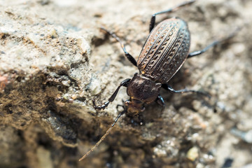 beetle