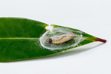 Pupa box tree moth or Cydalima perspectalis