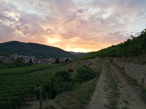 Couch&eacute; de soleil sur vignoble alsacien 