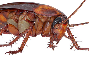 Cockroach bug orange revolting creature, close view. 3D rendering