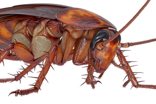 Cockroach bug orange revolting creature, close view. 3D rendering
