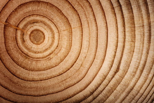 Fototapeta Wood cedar circle texture slice background.