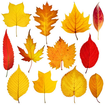 Сollection beautiful colorful autumn leaves isolated on white background.