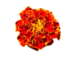 French Marigold Flower (Tagetes Patula) Isolated