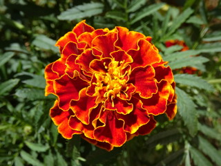 French Marigold Flower (Tagetes Patula)