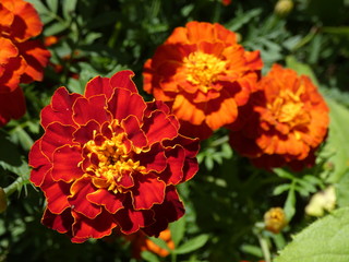 French Marigold Garden Flowers (Tagetes Patula)