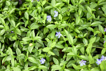 Blue periwinkle flower. Wild Vinca (Periwinkle) flower head and forest vegetation.