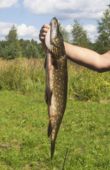 big pike in hand