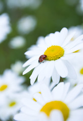 Ladybug in camomile closeup