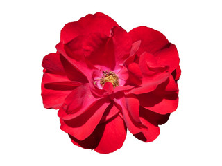 Romantic Rose Flower Isolated