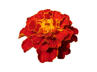 Tagetes Patula Red Yellow Flower Isolated