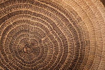 Wood oak circle texture slice background.