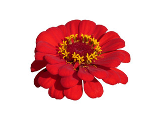 Zinnia Flower Red Isolated