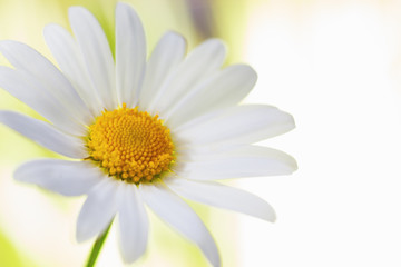 Fototapeta premium Chamomile among flowers
