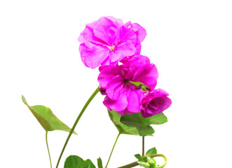 Pink Pelargonium flower isolated on white background