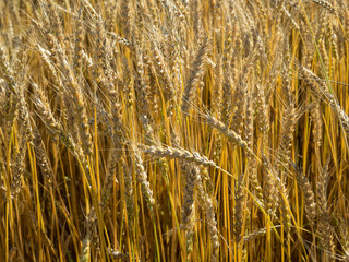 Gold wheat field and blue sky