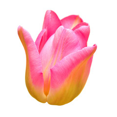 Beautiful pink tulip flower isolated on white background. Flat lay, top view