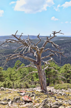 Pinus sylvestris. Dry scots pine. Green landscape at the background. View from the top of mountain. Ground covered of many rocks. Sunny day of summer with blue sky and some clouds.