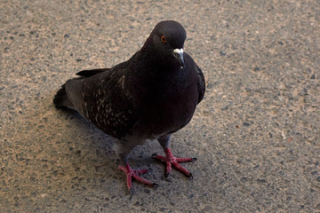 Dove grey close up.