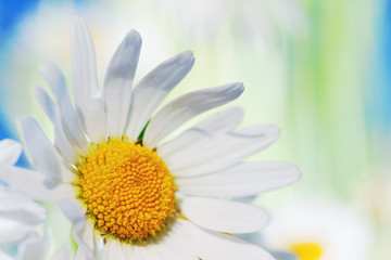 Chamomile among flowers