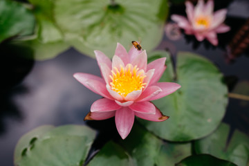 Lotus