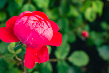 Centifolia red rose with defocused foliage. Natural flower. Soft focus. Copy space. Free place for text. One blossoming red rose. Open rose for card