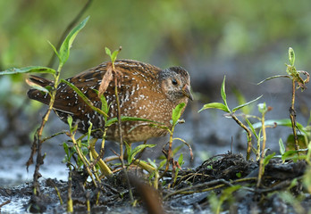 Spotted crake (Porzana porzana)