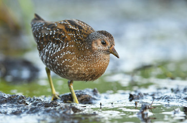 Spotted crake (Porzana porzana)