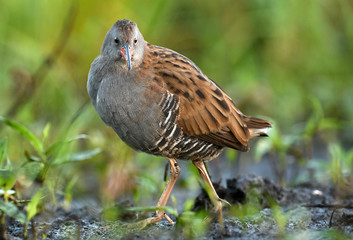 Water Rail - Rallus aquaticus