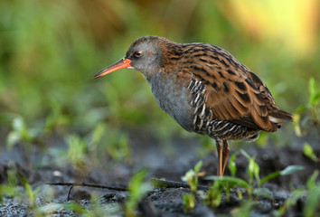 Water Rail - Rallus aquaticus