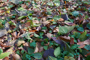Colorful and bright background made of fallen autumn leaves