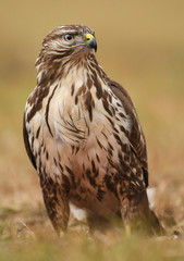 Common buzzard (Buteo buteo)