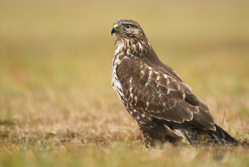 Common buzzard (Buteo buteo)