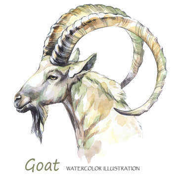 Watercolor goat on the white background. Mountain animal. Wildlife art illustration. Can be printed on T-shirts, bags, posters, invitations, cards, phone cases, pillows.