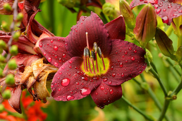 Blumen 833 © K.-U. Häßler