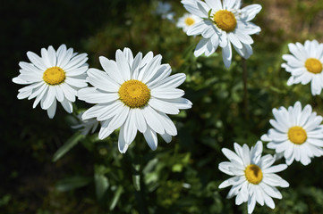 Fototapeta premium Chamomile on a summer meadow, selective focus