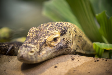 Green Lizard