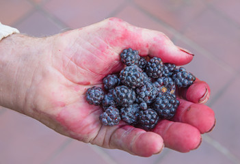 wettergegerbte Hand mit selbst gepfl&uuml;ckten Brombeeren