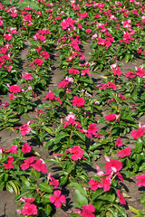 Red flowers background