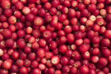 Ripe mellow red bilberry. background.