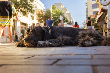 Schwarzer schlafender Riesenschnauzer in Fußgängerzone