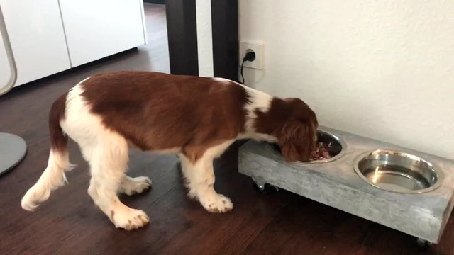 Welsh Springer Spaniel puppy eating his dog food