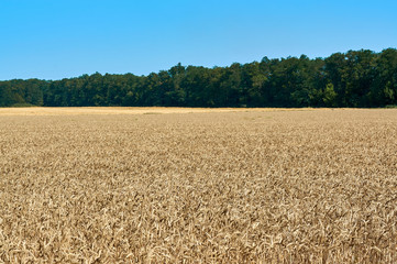 Wheat field, wheat background