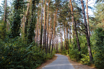 Curve road in forest. Deep autumn pine forest